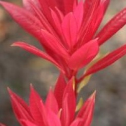 Pieris formosa var. forestii