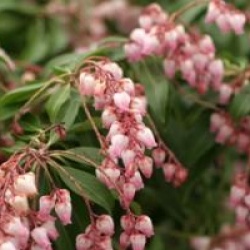 Pieris japonica 'Christmas Cheer'