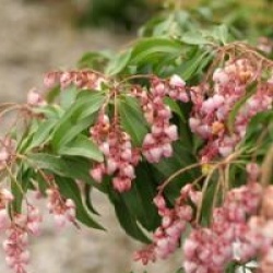 Pieris japonica 'Christmas Cheer'