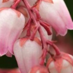 Pieris japonica 'Christmas Cheer'