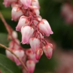 Pieris japonica 'Christmas Cheer'
