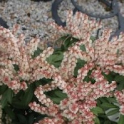 Pieris japonica 'Cupido'