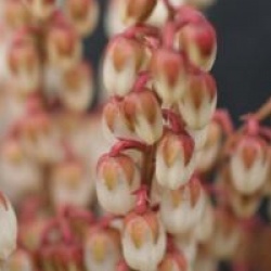 Pieris japonica 'Cupido'