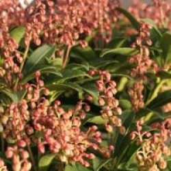 Pieris japonica 'Cupido'