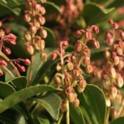 Pieris japonica 'Cupido'