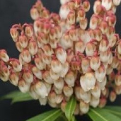 Pieris japonica 'Cupido'