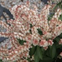 Pieris japonica 'Cupido'