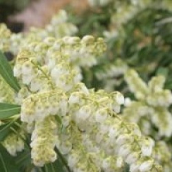 Pieris japonica 'Debutante'