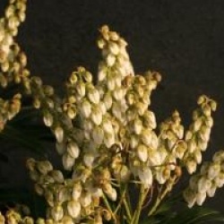 Pieris japonica 'Debutante' - Androm�de du Japon D�butante
