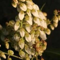 Pieris japonica 'Debutante'