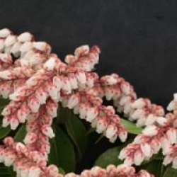 Pieris japonica 'Dorothy Wickoff'