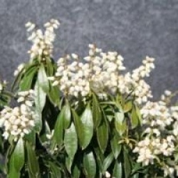 Pieris japonica 'Evie'