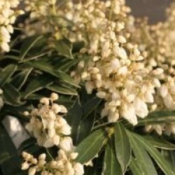 Pieris japonica 'Evie'