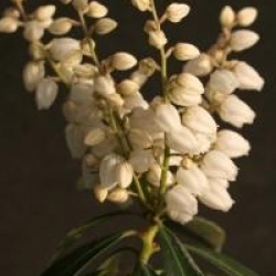 Pieris japonica 'Evie'