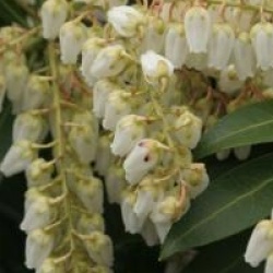 Androm�de du Japon Gavotte