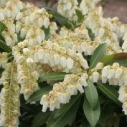 Pieris japonica 'Gavotte'
