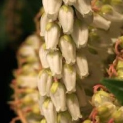 Pieris japonica 'Gavotte'