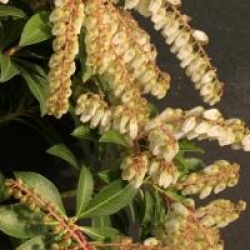 Pieris japonica 'Gavotte'