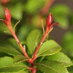 Androm�de du Japon Little Heath Green