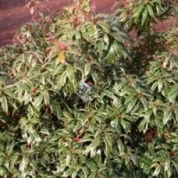 Pieris japonica 'Little Health'