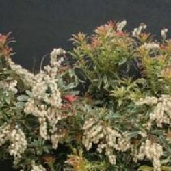 Pieris japonica 'Little Health'