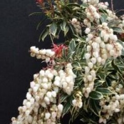 Pieris japonica 'Little Health'