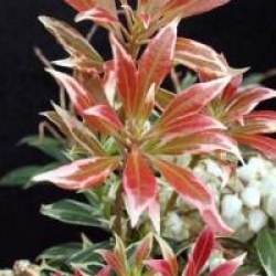 Pieris japonica 'Little Health'
