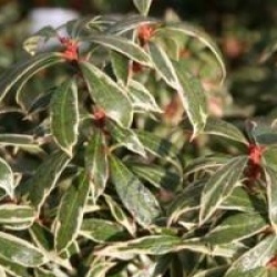 Pieris japonica 'Little Health'