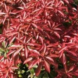 Pieris japonica 'Mountain Fire'