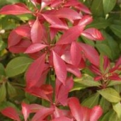 Pieris japonica 'Mountain Fire'