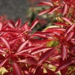 Pieris japonica 'Mountain Fire'