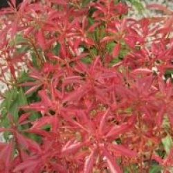 Pieris japonica 'Mountain Fire'