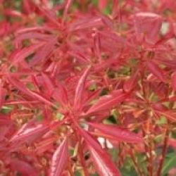 Pieris japonica 'Mountain Fire'