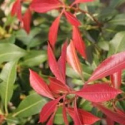 Pieris japonica 'Mountain Fire'