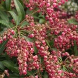 Pieris japonica 'Passion'