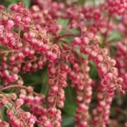 Pieris japonica 'Passion'