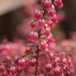 Pieris japonica 'Passion'