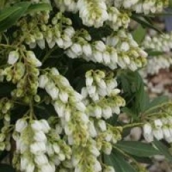 Pieris japonica 'Prelude' - Androm�de du Japon Pr�lude