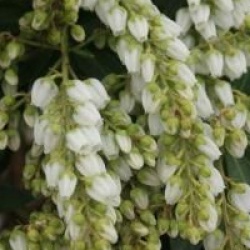 Pieris japonica 'Prelude'