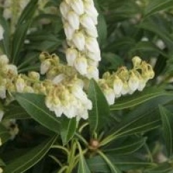 Pieris japonica 'Purity'