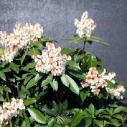 Pieris japonica 'Red Mill'