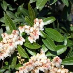 Pieris japonica 'Red Mill'