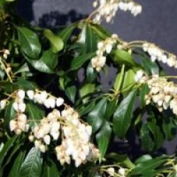 Pieris japonica 'Red Mill'