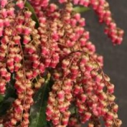Pieris japonica 'Valley Valentine'