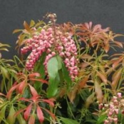 Pieris japonica 'Valley Valentine'