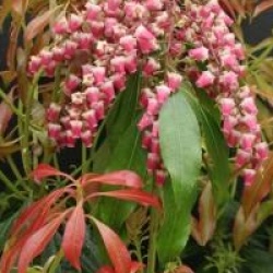 Pieris japonica 'Valley Valentine'