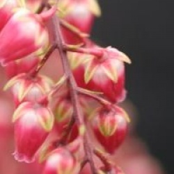 Pieris japonica 'Valley Valentine'