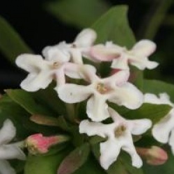 Abelia mosanensis