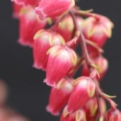 Pieris japonica 'Valley Valentine'
