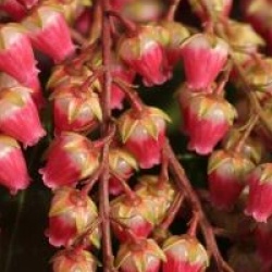 Pieris japonica 'Valley Valentine'